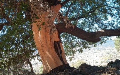 Quillaja saponaria, the chilean tree under increasing pressure