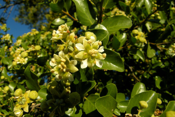Several white and green flowers of the Quillaja Tree in focus with leaves of a plant behind