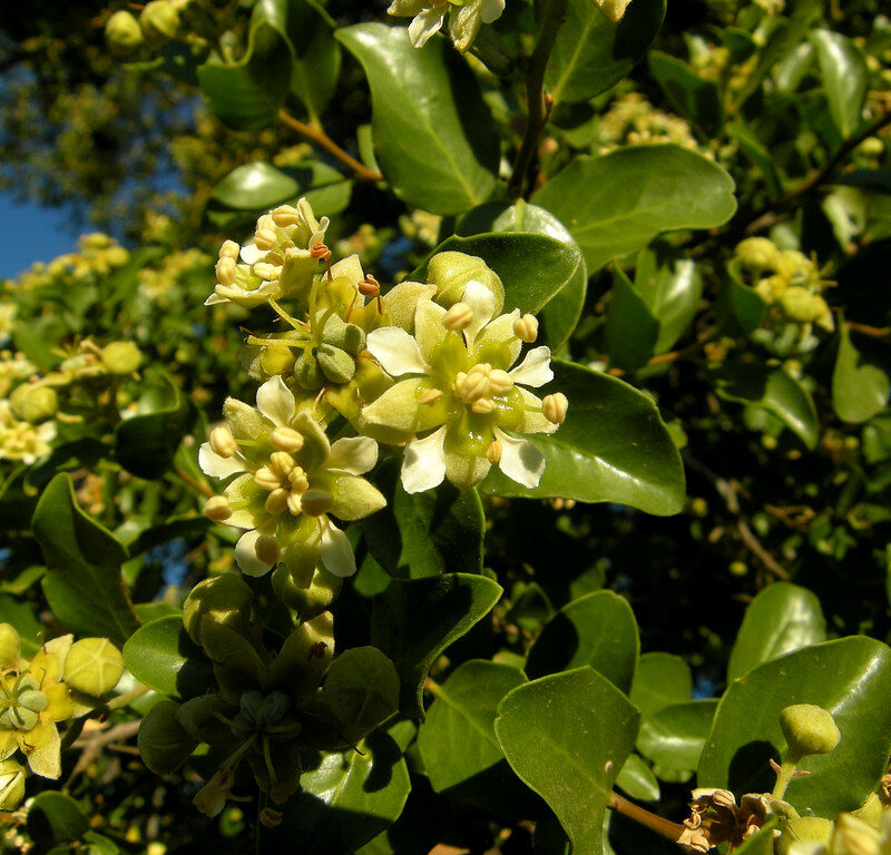 Several white and green flowers of the Quillaja Tree in focus with leaves of a plant behind