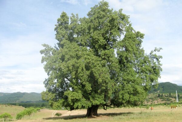 Tree in the middle of a field with some animals around and a mountain in the background