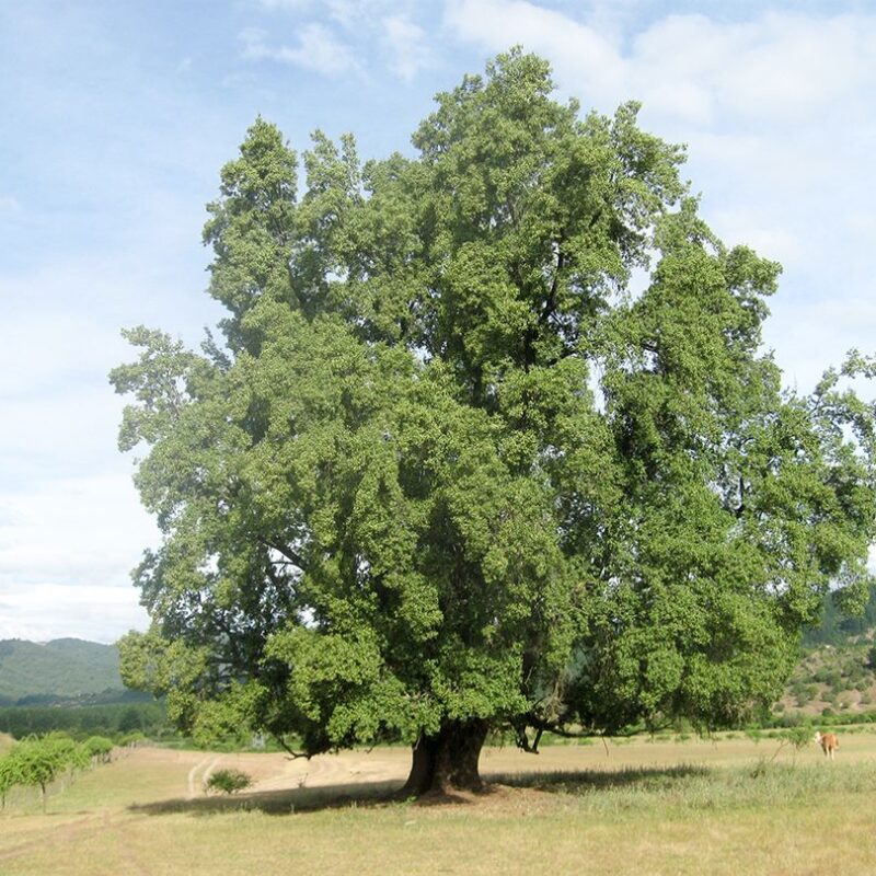 Tree in the middle of a field with some animals around and a mountain in the background