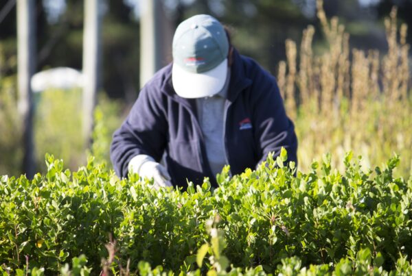 Quillaja leaves in a plantation