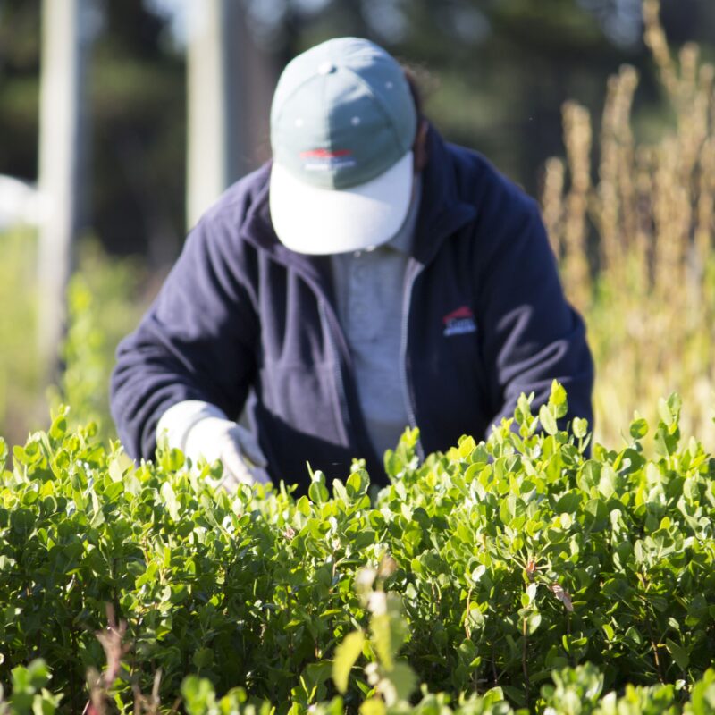 Quillaja leaves in a plantation