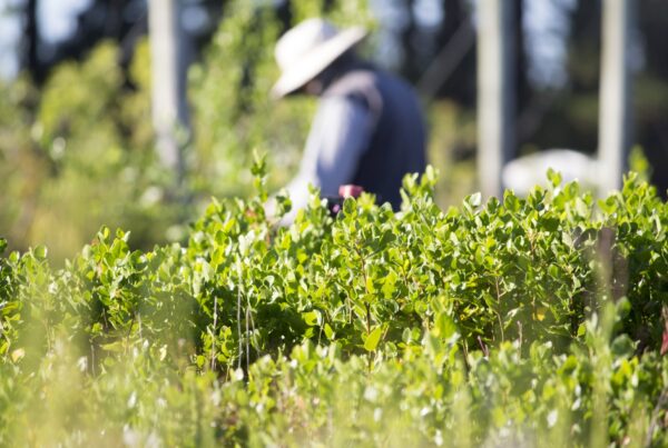 a garden where you can see the plants in the foreground and a person working behind