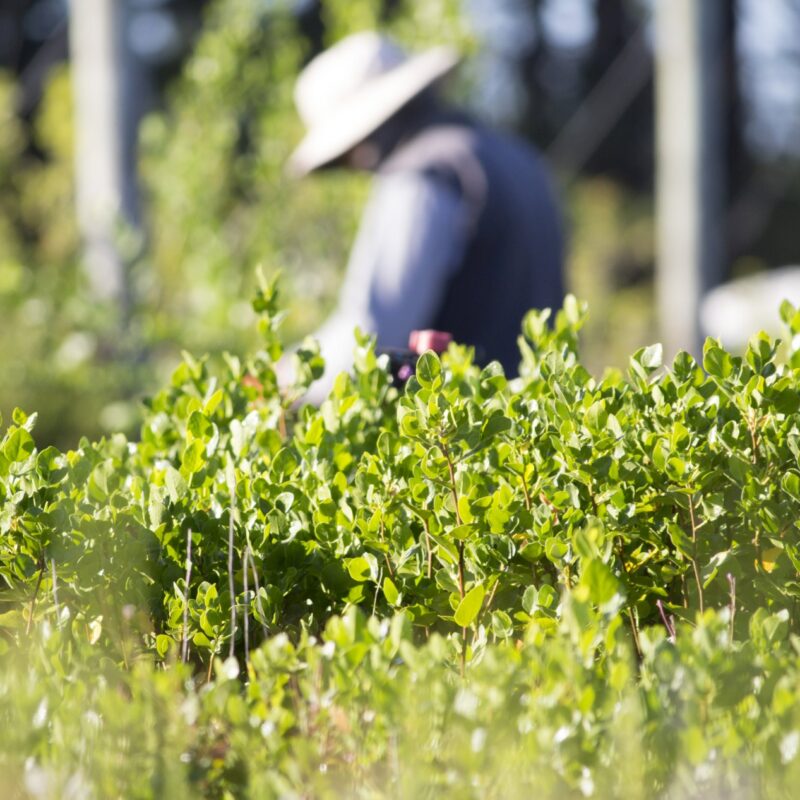 a garden where you can see the plants in the foreground and a person working behind