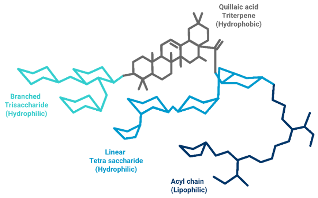 Saponin molecules. Saponins, generally extracted from Quillaja saponaria tree.
