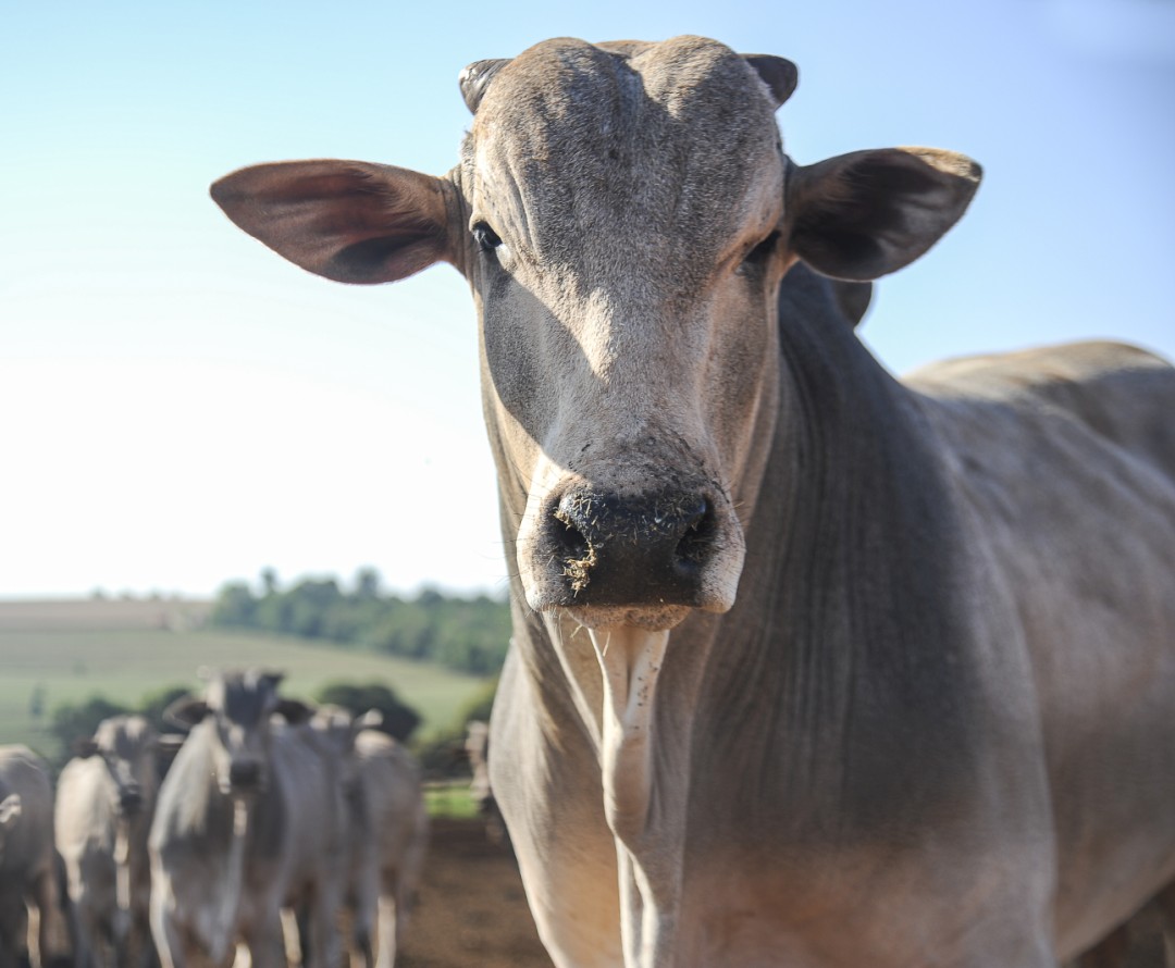 Quality and Regulatory Requirements for Veterinary vaccines.