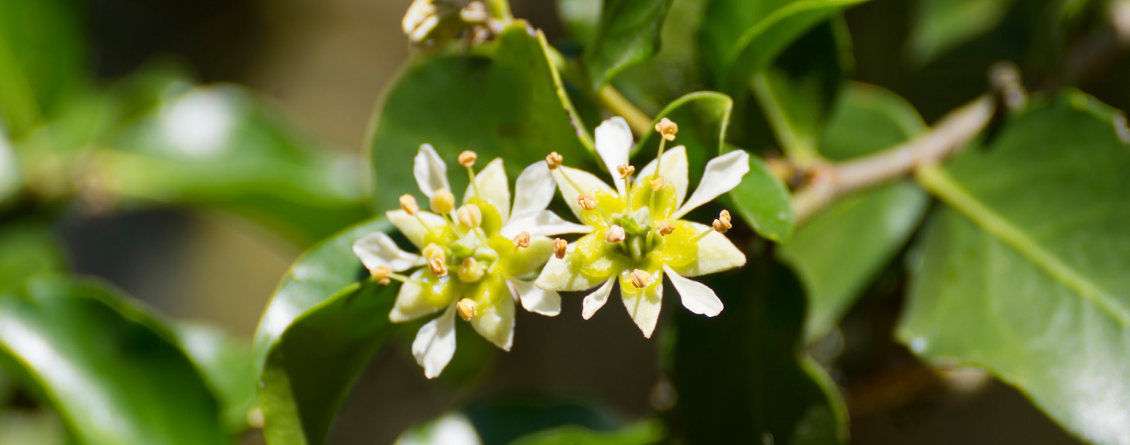 Quillaja saponaria, the Chilean Tree Under Increasing Pressure