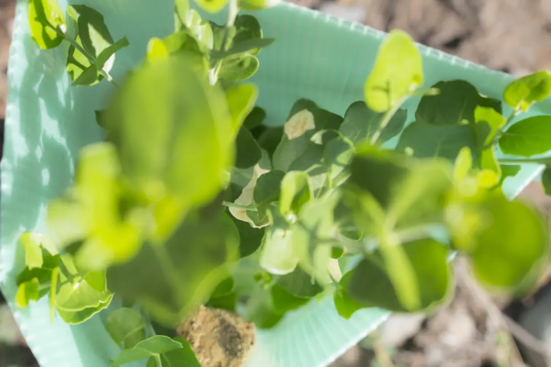 Supply risk of Tree Bark saponin