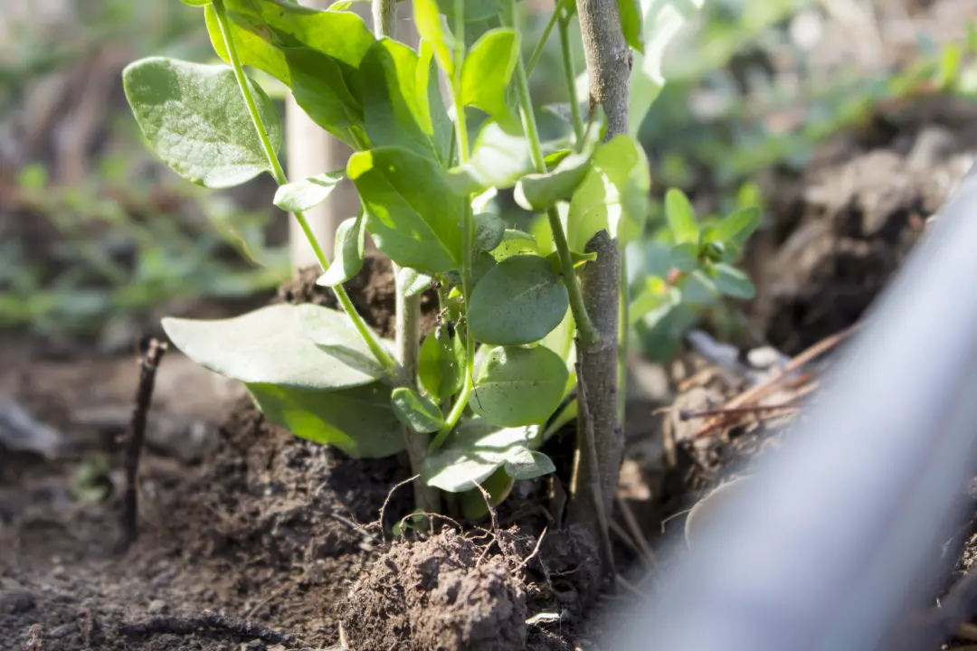 Close up of Quillaja Tree Plantation