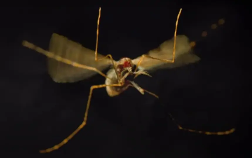 mosquito infected with malaria