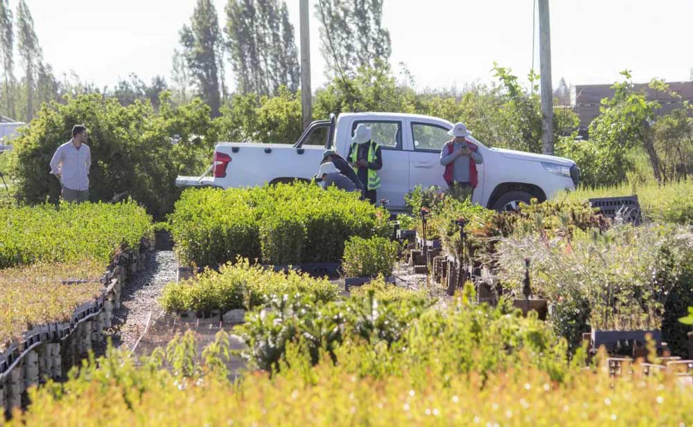 High Density Plantations Q-VANT