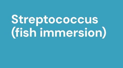 carousel Streptococcus fish immersion