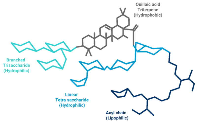 Saponin molecules